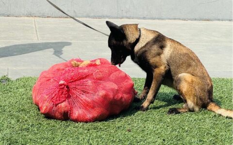em-coari-policia-apreende-mais