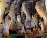 estudo-aponta-peixes-consumido