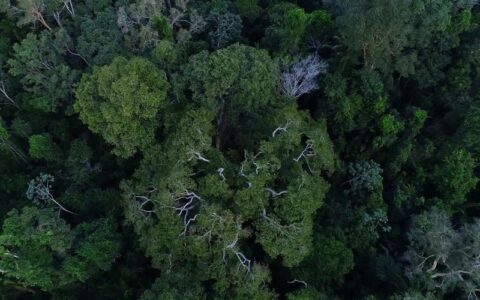 Suspensão do crédito de carbono no Amazonas