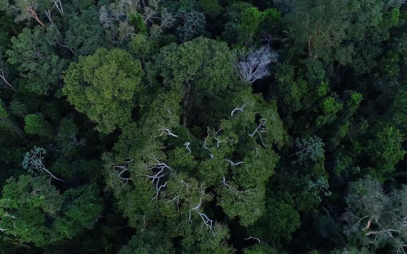 Suspensão do crédito de carbono no Amazonas