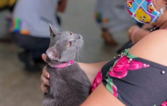 cerca-de-95mil-caes-e-gatos-ja