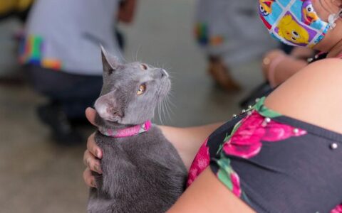 cerca-de-95mil-caes-e-gatos-ja