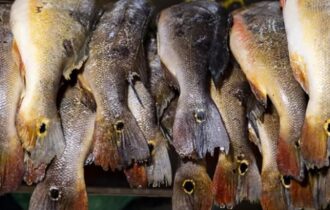 estudo-aponta-peixes-consumido