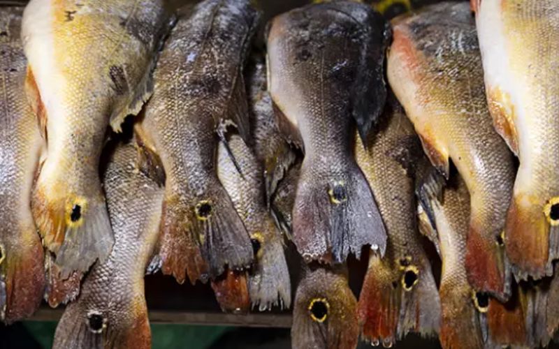 estudo-aponta-peixes-consumido