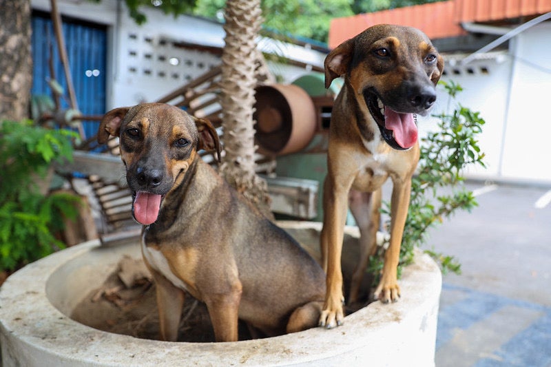Campanha da Prefeitura de Manaus incentiva adoção de PETs idosos