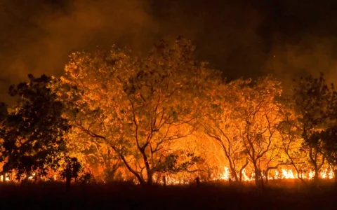 amazonia-tem-diversidade-empob