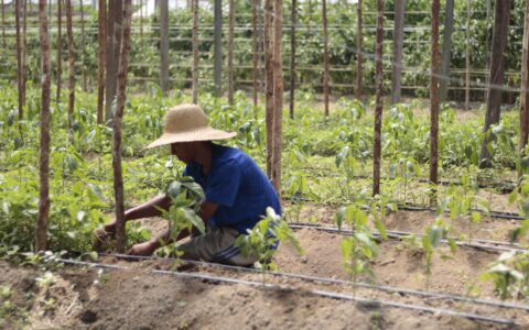 governo-do-amazonas-vai-incent