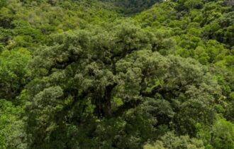 Mata Atlântica - Foto: Fernando Frazão/Agência Brasil