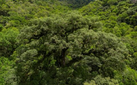 Mata Atlântica - Foto: Fernando Frazão/Agência Brasil
