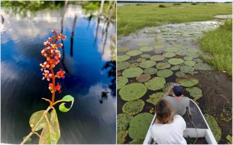 Pesquisa apoiada pelo Governo do Amazonas identifica cerca de 200 espécies de algas no Rio Uiacurapá, em Parintins