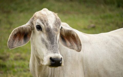 Bovino - Foto: Banco de imagens/Pixabay
