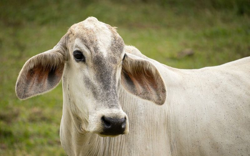 Bovino - Foto: Banco de imagens/Pixabay