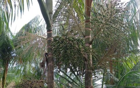pesquisa-indica-informacoes-te