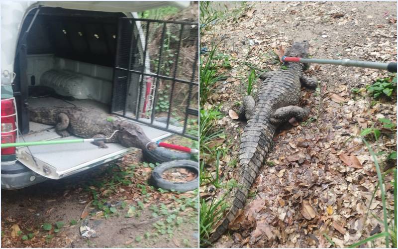 Polícia Militar do Amazonas resgata jacaré em área urbana de Manaus