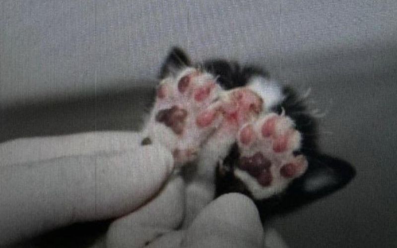 Um dos gatos sobreviveu - Foto: Divulgação/PCAM