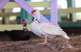 Animais devem ser cadastrados - Divulgação/Adaf