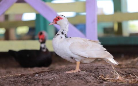 Animais devem ser cadastrados - Divulgação/Adaf