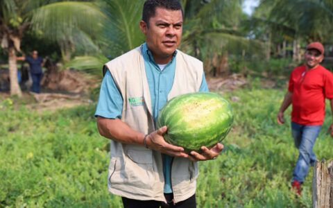 Tefé