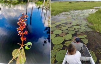 Pesquisa apoiada pelo Governo do Amazonas identifica cerca de 200 espécies de algas no Rio Uiacurapá, em Parintins