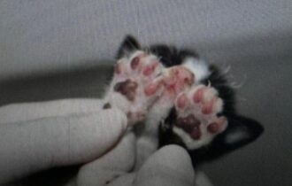 Um dos gatos sobreviveu - Foto: Divulgação/PCAM