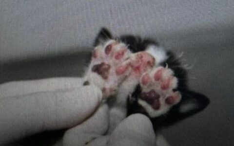 Um dos gatos sobreviveu - Foto: Divulgação/PCAM