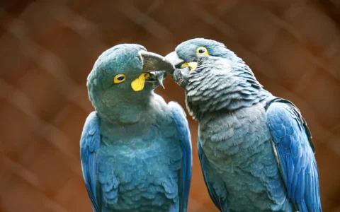 ameacada-de-extincao-mais-uma-