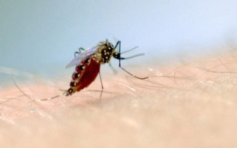 Ciclo completo do Aedes aegypti e a urgência em ações contra a proliferação