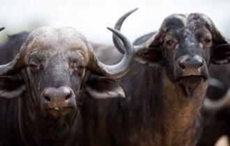 búfalas
