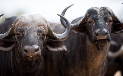 búfalas