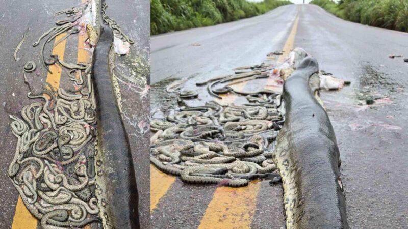 sucuri-gravida-e-atropelada-e-