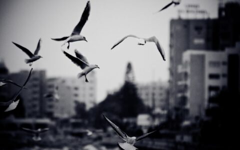 viver-mais-sem-liberdade-ou-vi