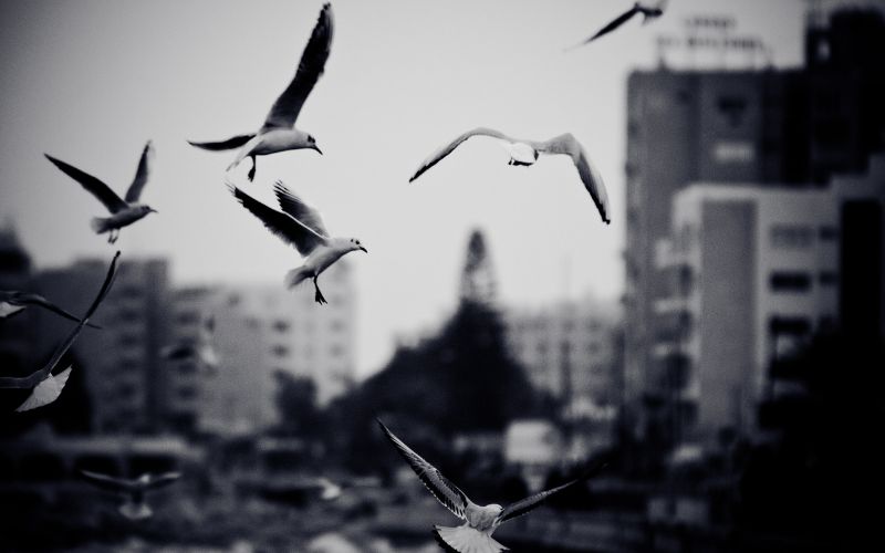 viver-mais-sem-liberdade-ou-vi