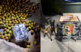 cerca-de-6kg-de-maconha-sao-ap