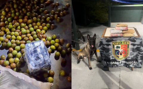 cerca-de-6kg-de-maconha-sao-ap
