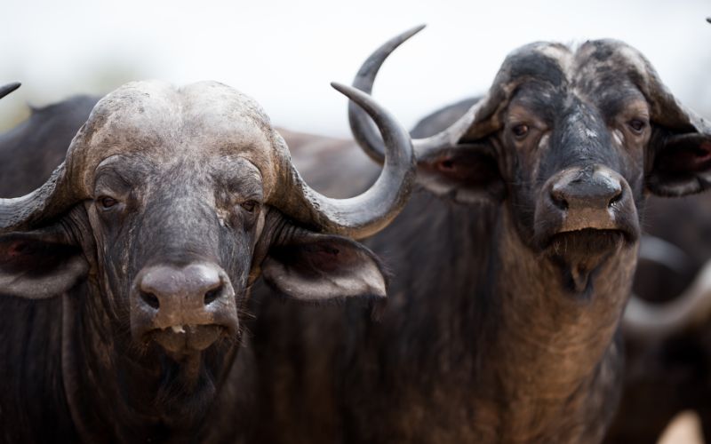 búfalas