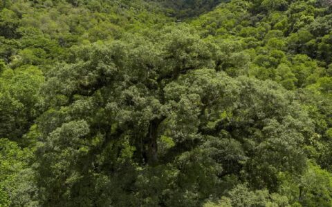 Instituições financeiras têm baixo desempenho em sustentabilidade