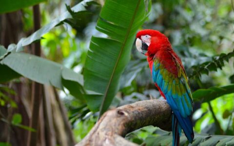 Ministério Público investiga uso turístico irregular de animal silvestre por hotel de selva