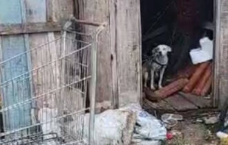 Polícia Civil resgata dois cachorros e prende mulher por maus-tratos no bairro Compensa