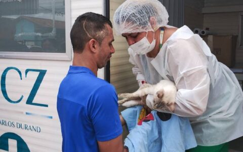 Castramóvel da Prefeitura de Manaus atende tutores de cães e gatos no Santa Etelvina