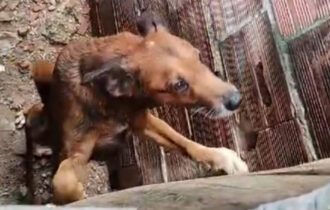 Polícia Civil resgata dois cachorros e prende mulher por maus-tratos no bairro Compensa