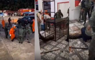video-mostra-onca-pintada-feri