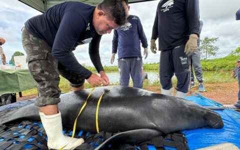 Projeto monitora saúde de peixes-boi antes de soltura na natureza