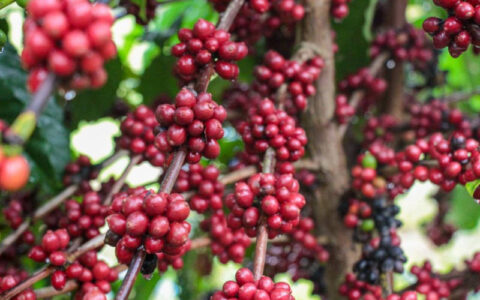 Produção de café no Amazonas deve atingir a marca de 2,2 mil toneladas em 2025, segundo o Idam