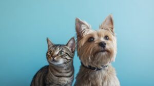 rg-para-caes-e-gatos-tire-duvi