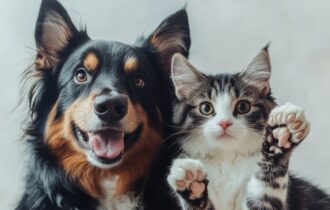 rg-para-caes-e-gatos-tire-duvi