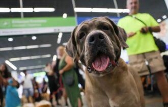 transporte-de-animais-novas-re