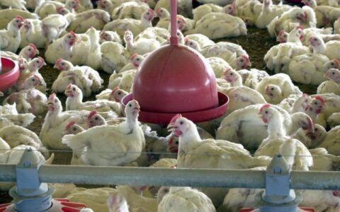 Brasil confirma dois focos e investiga seis casos de gripe aviária
