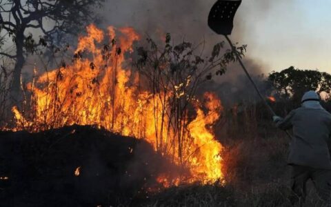 Ibama multa 242 pessoas por incêndios criminosos em 2024