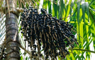 producao-de-acai-no-amazonas-c