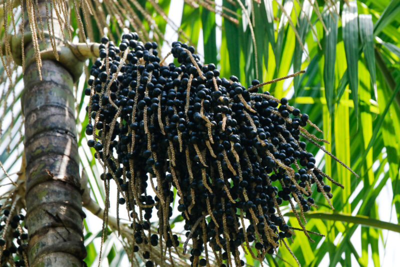 producao-de-acai-no-amazonas-c